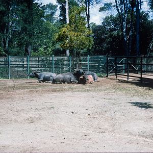 Water Buffalo? - Oct 1975