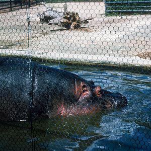 Pygmy Hippo - Oct 1975
