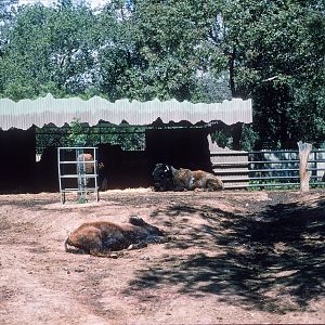 Bison - Oct 1975