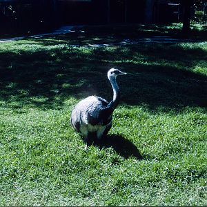 Rhea? - Oct 1975