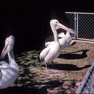 Pelicans - Nov 1975