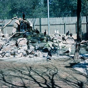 Sea birds - Nov 1975