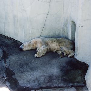 Polar Bear - Nov 1975