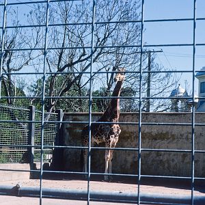 Giraffe - Nov 1975