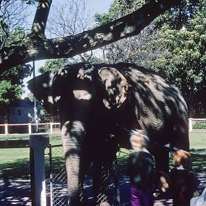 Elephant - Nov 1975