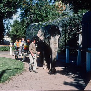 Elephant cart rides - Nov 1975