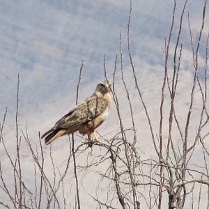 long-legged buzzard (buteo rufinus)
