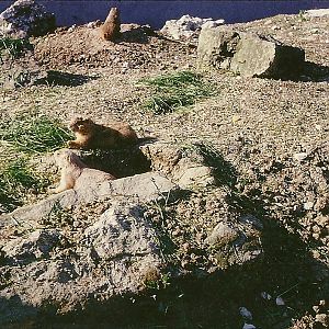 Prairie Marmots 1966