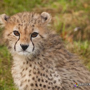 Cheetah Cub