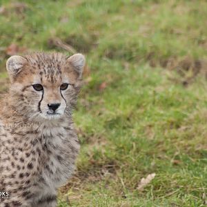 Cheetah Cub