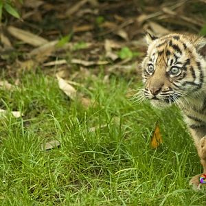 Sumatran Tiger Cub