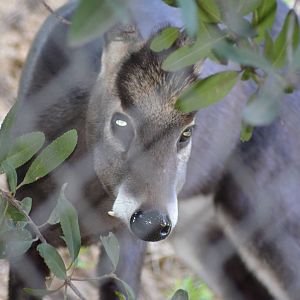 Tufted Deer