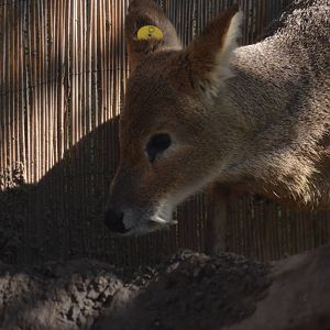 Chinese Water Deer
