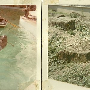 Cuddles left, Prairie Marmots right 1970