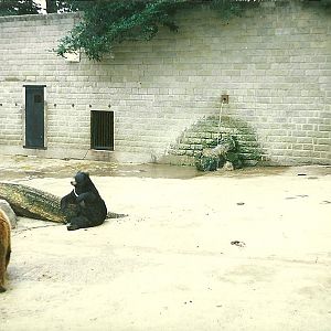 Bear exhibit 1968