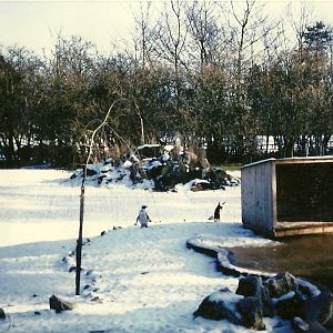 Penguin exhibit 1965