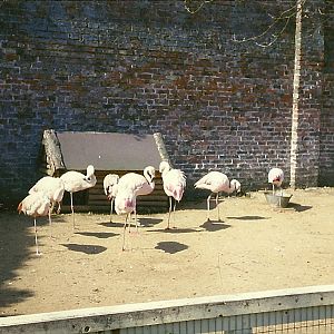 Flamingos 1963