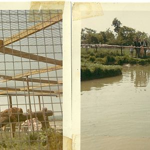 Leopard Cage and Seal Pond 1970