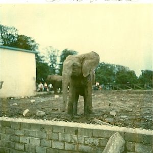 Gomba 1975, Susie in background