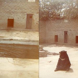 Bear exhibit 1976