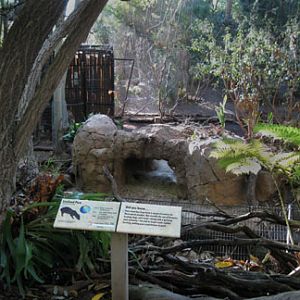 lowland paca exhibit