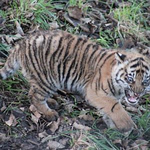 Sumatran Tiger cub practices her growl.