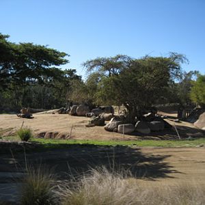 black rhino exhibit