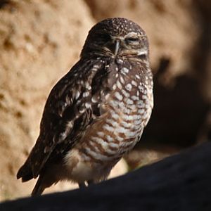 burrowing owl
