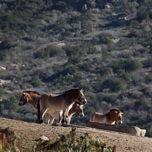 przewalskis horses