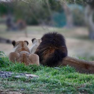 the king and his queens