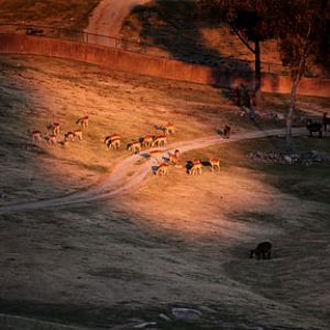 impala herd in last light of day