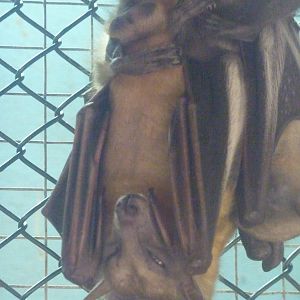 Egyptian fruit bats