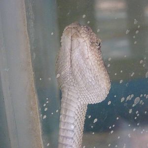 Arabian horned viper