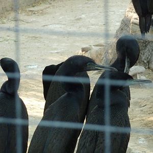 Socotra cormorants