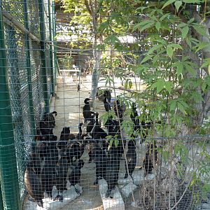 Socotra cormorant colony