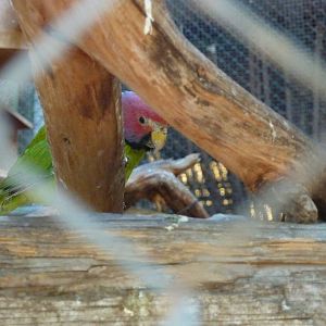 Plum-headed parakeet