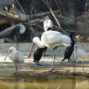 African spoonbills