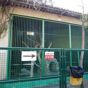 Striped hyena enclosure in the cat house
