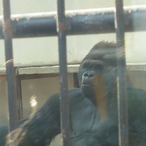 'Eastern lowland' gorilla