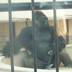 'Eastern lowland' gorilla