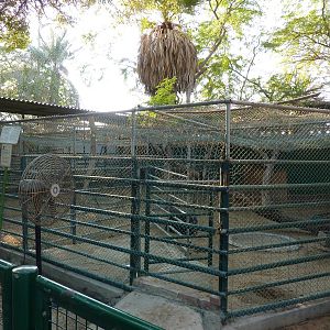 Cassowary enclosures.