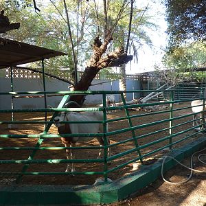 Scimitar-horned oryx paddock