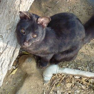 Melanistic Cape genet