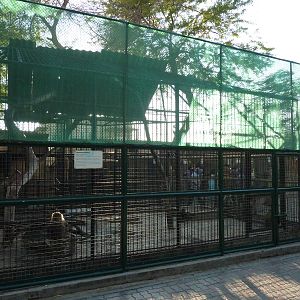 Hamadryas baboon enclosure