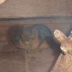 'Brown-striped'(?) squirrel