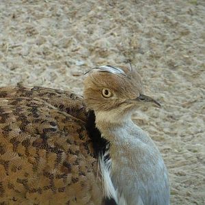 Houbara bustard