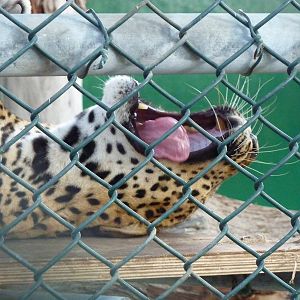 Yawning leopard