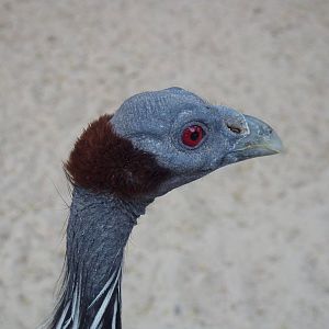 Vulturine guineafowl