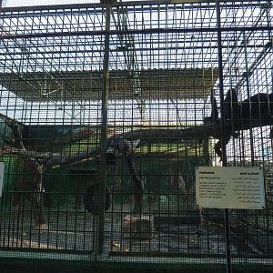 Chimpanzee cage
