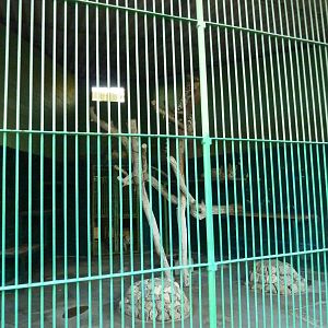 Leopard cage in the cat building